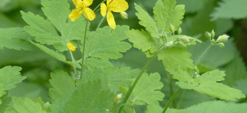 wart celandine plant