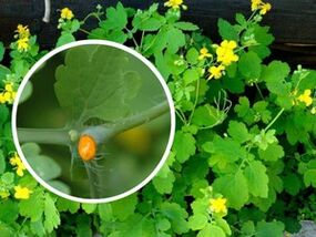 celandine herb juice for the treatment of plantar warts
